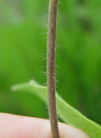 Matelea_baldwyniana_stem.jpg