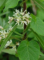 Matelea baldwyniana thumbnail