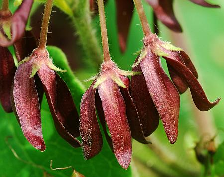 Matelea_decipiens_calyces.jpg