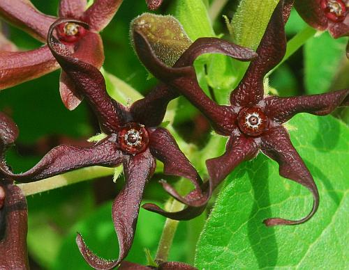 Matelea_decipiens_corollas.jpg