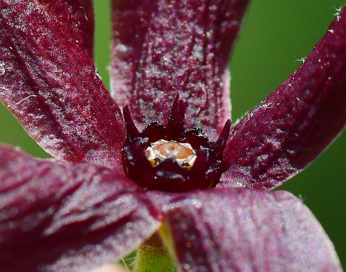 Matelea_decipiens_corona.jpg