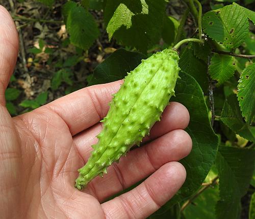 Matelea_decipiens_fruit.jpg