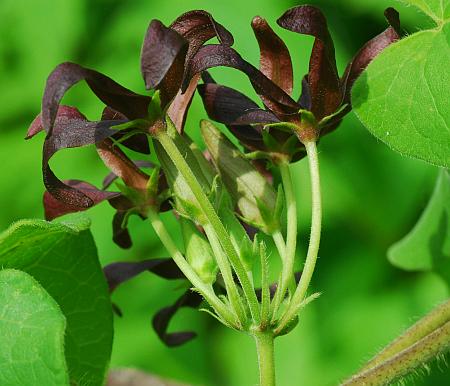 Matelea_decipiens_inflorescence.jpg