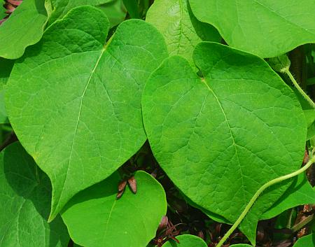 Matelea_decipiens_leaf1.jpg