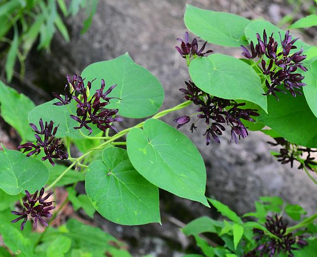 Matelea_decipiens_plant.jpg