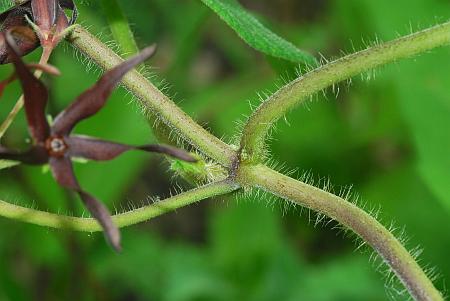 Matelea_decipiens_stem.jpg