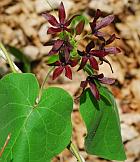 Matelea decipiens thumbnail