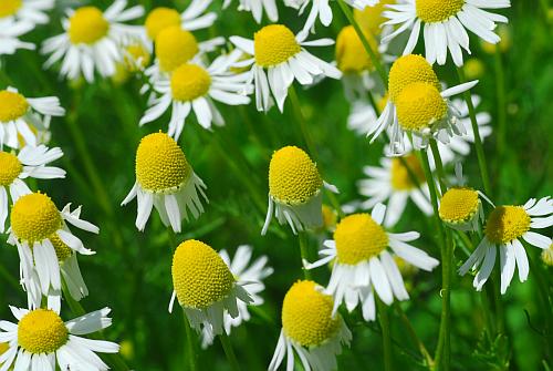 Matricaria_chamomilla_heads.jpg