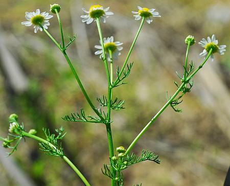 Matricaria_chamomilla_inflorescence.jpg