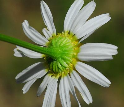 Matricaria_chamomilla_involucre.jpg