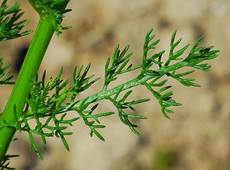 Matricaria_chamomilla_leaf.jpg