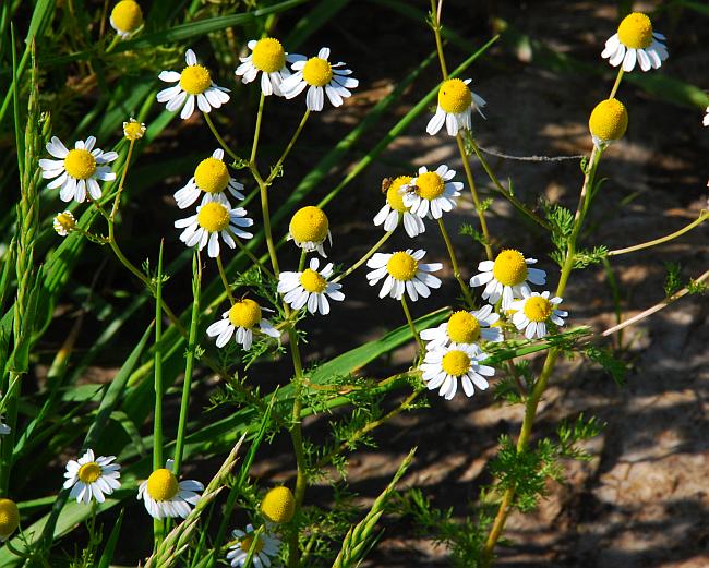 Matricaria_chamomilla_plant.jpg