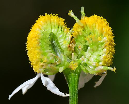 Matricaria_chamomilla_receptacle.jpg