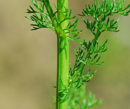 Matricaria_chamomilla_stem.jpg