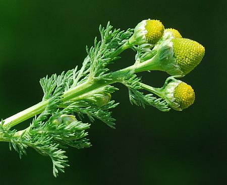 Matricaria_discoidea_inflorescence.jpg