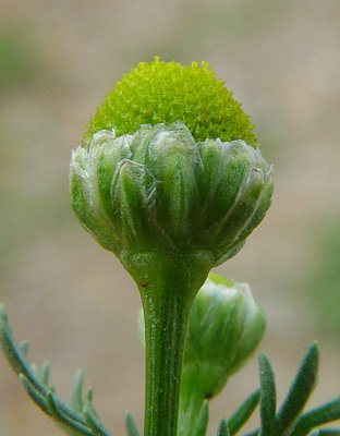 Matricaria_discoidea_involucre.jpg