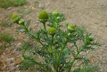 Matricaria discoidea thumbnail