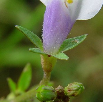 Mazus_pumilus_calyx.jpg