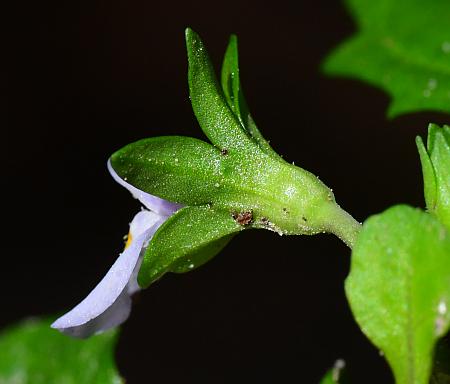 Mazus_pumilus_calyx2.jpg