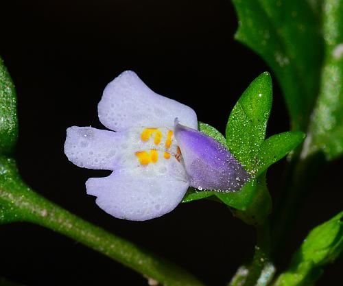 Mazus_pumilus_flower.jpg