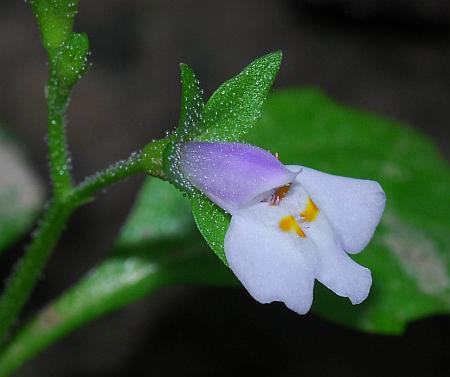 Mazus_pumilus_flower1.jpg