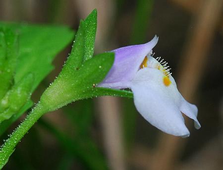 Mazus_pumilus_flower2.jpg