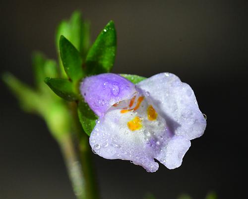 Mazus_pumilus_flower3.jpg