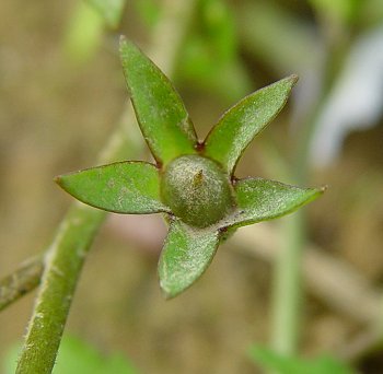 Mazus_pumilus_fruit.jpg