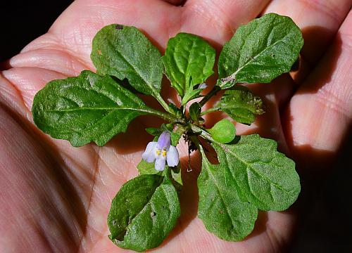 Mazus_pumilus_habit.jpg