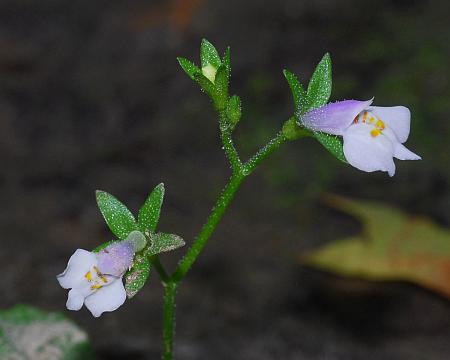 Mazus_pumilus_inflorescence.jpg