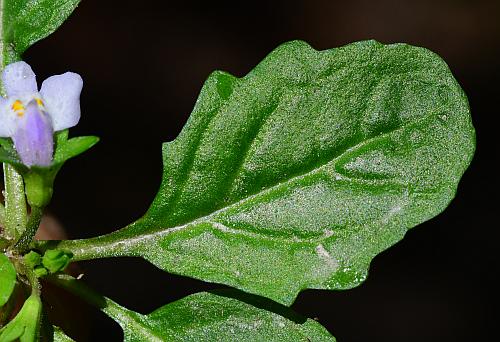 Mazus_pumilus_leaf1.jpg