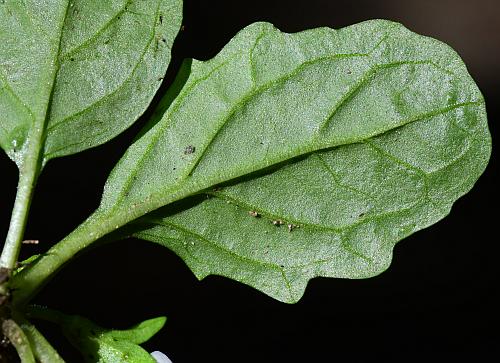 Mazus_pumilus_leaf2.jpg Mazus_pumilus_leaf2.jpg
