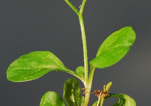 Mazus_pumilus_leaves1.jpg