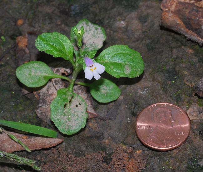 Mazus_pumilus_plant.jpg