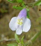 Mazus pumilus thumbnail