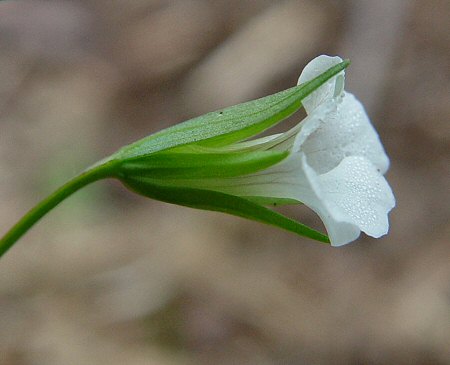 Mecardonia_acuminata_calyx.jpg