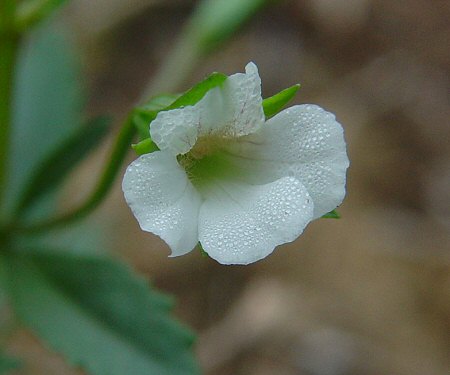 Mecardonia_acuminata_flower.jpg