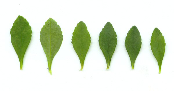 Mecardonia_acuminata_leaves.jpg