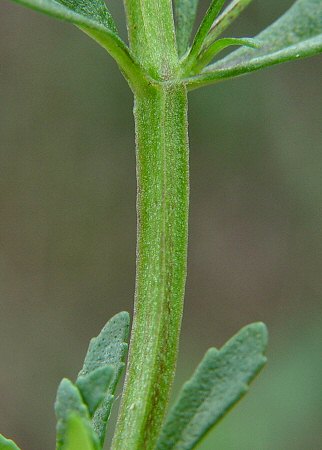 Mecardonia_acuminata_stem.jpg