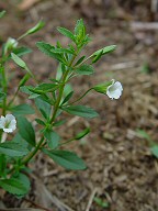 Mecardonia acuminata thumbnail