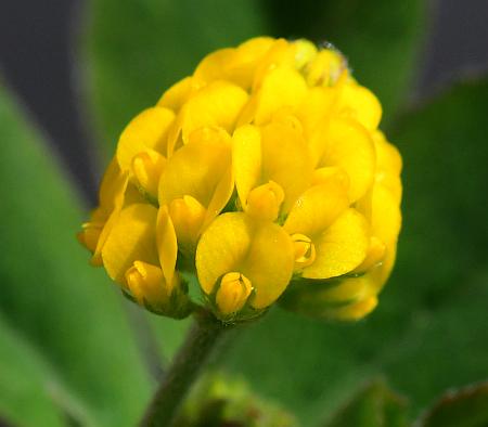 Medicago_lupulina_flowers1.jpg