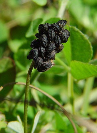 Medicago_lupulina_fruits.jpg