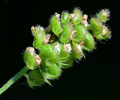 Medicago_lupulina_fruits1.jpg