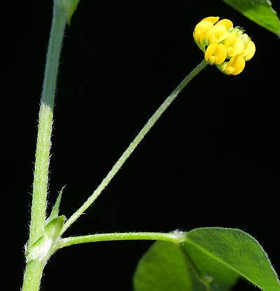 Medicago_lupulina_inflorescence.jpg