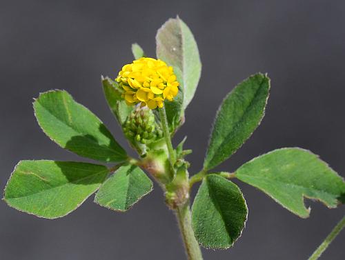 Medicago_lupulina_inflorescence2.jpg