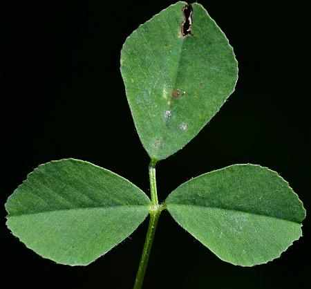 Medicago_lupulina_leaf1.jpg