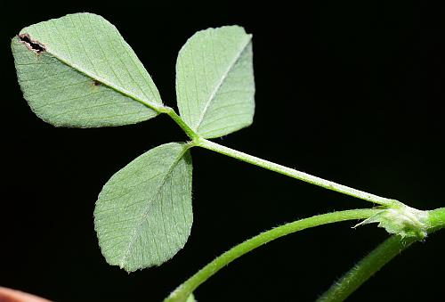 Medicago_lupulina_leaf2.jpg