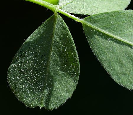 Medicago_lupulina_leaf2a.jpg