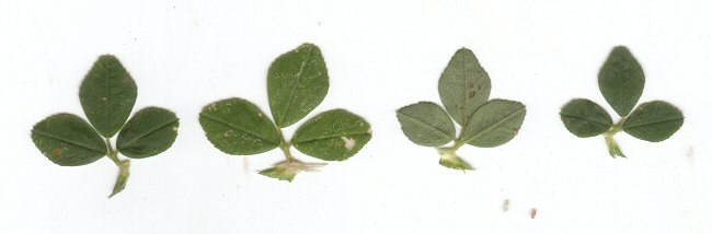 Medicago_lupulina_leaves.jpg