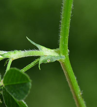 Medicago_lupulina_stem.jpg